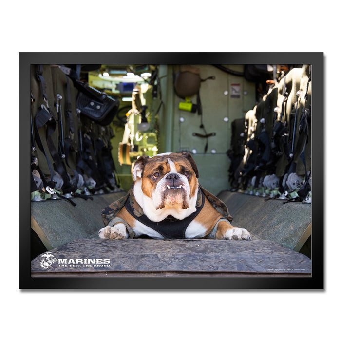 U.S. Marine Corps Bulldog Framed Print